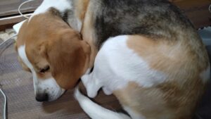 成田市近郊のペットホテルセカンドファミリー／夜のお時間　2023年5月2日