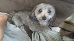 24時間ドッグトレーナー常駐のペットホテルセカンドファミリー／午前のお時間　2023年5月5日