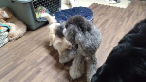 24時間ドッグトレーナー常駐のペットホテルセカンドファミリー／夜のお時間　2023年5月5日