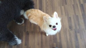 フリースペースのペットホテルセカンドファミリー／朝のお時間　2023年5月6日