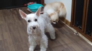 フリースペースのペットホテルセカンドファミリー／夜のお時間　2023年5月6日