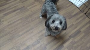 富里市のペットホテルセカンドファミリー／朝のお時間　2023年5月8日