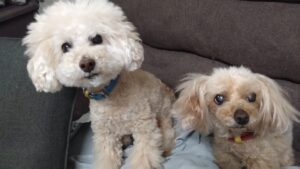 富里市のペットホテルセカンドファミリー／夜のお時間　2023年5月8日