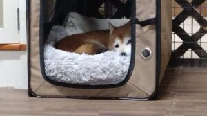 成田市近郊のペットホテルセカンドファミリー／夜のお時間　2023年5月9日