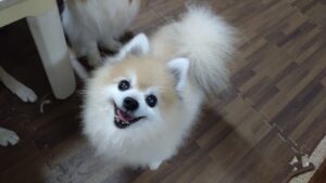 酒々井近郊のペットホテルセカンドファミリー／夜のお時間　2023年5月11日