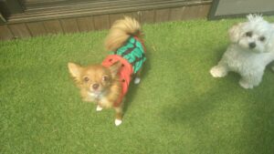 24時間ドッグトレーナー常駐のペットホテルセカンドファミリー／朝のお時間　2023年5月12日