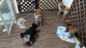 24時間ドッグトレーナー常駐のペットホテルセカンドファミリー／夜のお時間　2023年5月12日