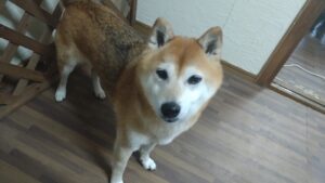 フリースペースのペットホテルセカンドファミリー／朝のお時間　2023年5月13日