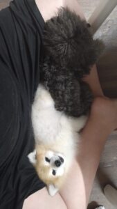 フリースペースのペットホテルセカンドファミリー／夜のお時間　2023年5月13日