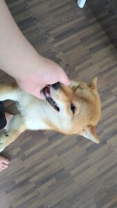 酒々井近郊のペットホテルセカンドファミリー／朝のお時間　2023年12月14日