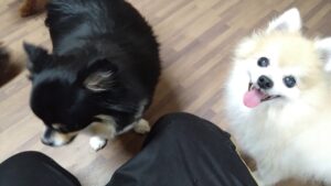 成田空港近郊のペットホテルセカンドファミリー／夜のお時間　2023年5月14日