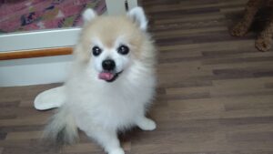 富里市のペットホテルセカンドファミリー／朝のお時間　2023年5月15日