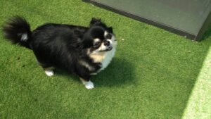 成田市近郊のペットホテルセカンドファミリー／朝のお時間　2023年5月16日