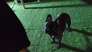 成田市近郊のペットホテルセカンドファミリー／夜のお時間　2023年5月16日