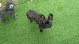 24時間ドッグトレーナー常駐のペットホテルセカンドファミリー／朝のお時間　2023年5月19日