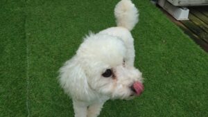 フリースペースのペットホテルセカンドファミリー／朝のお時間　2023年5月20日