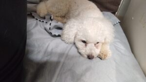 フリースペースのペットホテルセカンドファミリー／夜のお時間　2023年5月20日