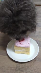 トマトの誕生日！