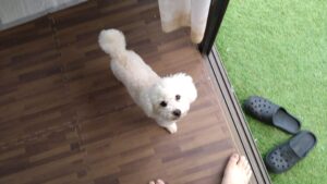 成田空港近郊のペットホテルセカンドファミリー／朝のお時間　2023年5月21日