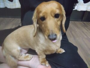 成田空港近郊のペットホテルセカンドファミリー／夜のお時間　2023年5月21日