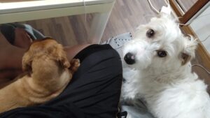 富里市のペットホテルセカンドファミリー／夜のお時間　2023年5月22日