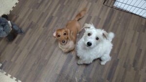 成田市近郊のペットホテルセカンドファミリー／夜のお時間　2023年5月23日