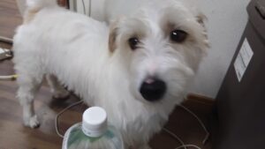 印西市近郊のペットホテルセカンドファミリー／夜のお時間　2023年5月24日