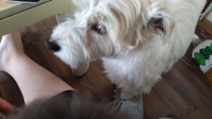 酒々井近郊のペットホテルセカンドファミリー／朝のお時間　2023年5月25日