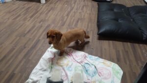 酒々井近郊のペットホテルセカンドファミリー／夜のお時間　2023年5月25日