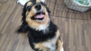 24時間ドッグトレーナー常駐のペットホテルセカンドファミリー／朝のお時間　2023年5月26日