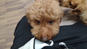 24時間ドッグトレーナー常駐のペットホテルセカンドファミリー／夜のお時間　2023年5月26日