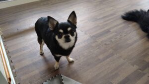 成田市近郊のペットホテルセカンドファミリー／朝のお時間　2023年5月30日