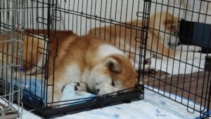 成田市近郊のペットホテルセカンドファミリー／夜のお時間　2023年5月30日