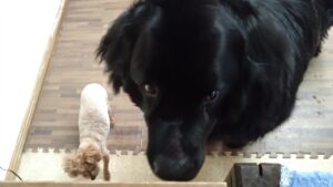 印西市近郊のペットホテルセカンドファミリー／朝のお時間　2023年5月31日