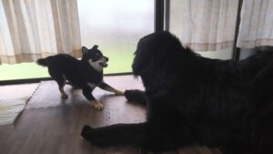 酒々井近郊のペットホテルセカンドファミリー／朝のお時間　2023年6月1日