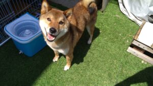 成田空港近郊のペットホテルセカンドファミリー／朝のお時間　2023年6月4日