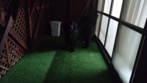 夜のお時間　2023/6/4