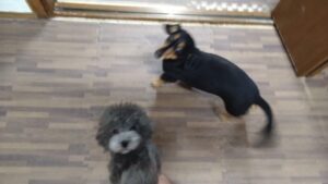 成田市近郊のペットホテルセカンドファミリー／夜のお時間　2023年6月6日