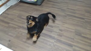 酒々井近郊のペットホテルセカンドファミリー／夜のお時間　2023年6月8日