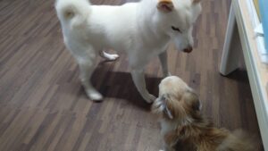 24時間ドッグトレーナー常駐のペットホテルセカンドファミリー／夜のお時間　2023年6月9日