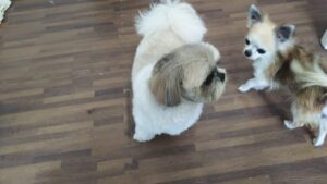 成田空港近郊のペットホテルセカンドファミリー／朝のお時間　2023年6月11日