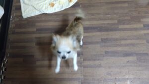 成田空港近郊のペットホテルセカンドファミリー／夜のお時間　2023年6月11日