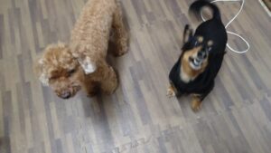 富里市のペットホテルセカンドファミリー／夜のお時間　2023年6月12日