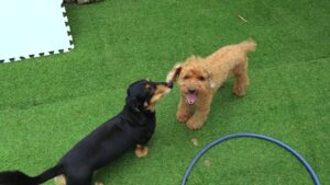 成田市近郊のペットホテルセカンドファミリー／朝のお時間　2023年6月13日