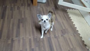 印西市近郊のペットホテルセカンドファミリー／夜のお時間　2023年6月14日