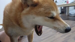 酒々井近郊のペットホテルセカンドファミリー／夜のお時間　2023年6月15日