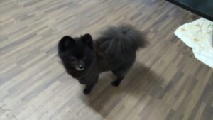 24時間ドッグトレーナー常駐のペットホテルセカンドファミリー／夜のお時間　2023年6月16日