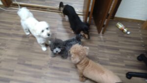 フリースペースのペットホテルセカンドファミリー／夜のお時間　2023年6月17日