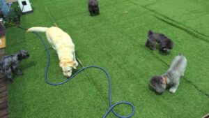 フリースペースのペットホテルセカンドファミリー／午前のお時間　2023年6月24日