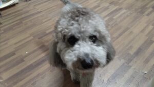 フリースペースのペットホテルセカンドファミリー／夜のお時間　2023年6月24日